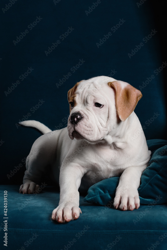 young bulldog puppy in blue chair in black studio