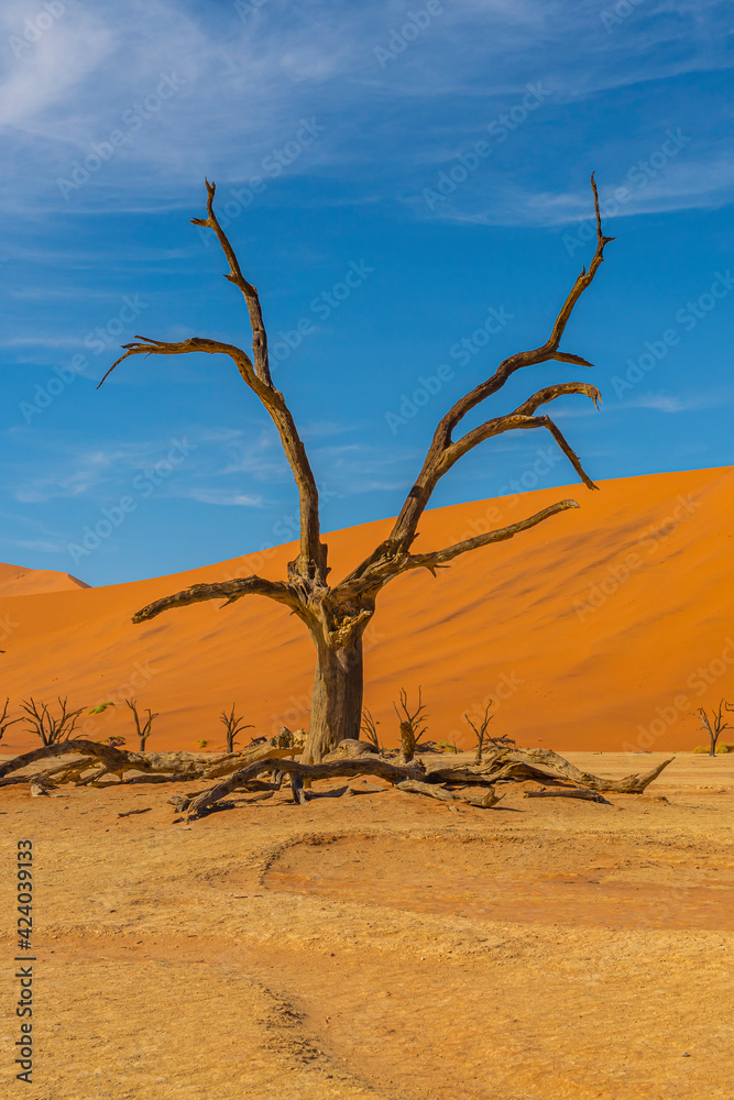 Dead camelthorn trees and red dunes in Deadvlei, Sossusvlei, Namib-Naukluft National Park, Namibia Dead camelthorn trees and red dunes in Deadvlei, Sossusvlei, Namib-Naukluft National Park, Namibia