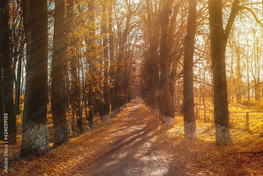 Obraz premium Autumn sunny landscape. Sun rays on yellow leaves of trees along the road.