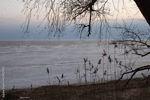 Finnish winter Bay on the background of a tree. On the background of the sunset.