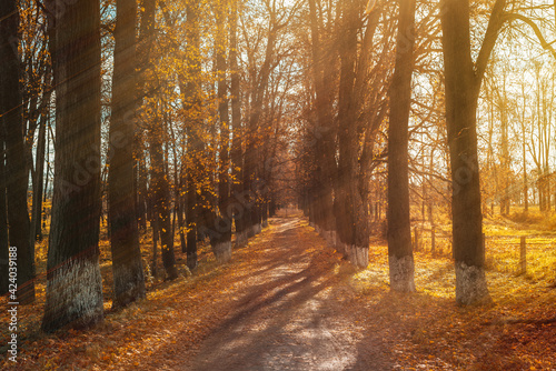 Autumn sunny landscape. Sun rays on yellow leaves of trees along the road.