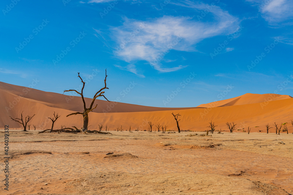Dead camelthorn trees and red dunes in Deadvlei, Sossusvlei, Namib-Naukluft National Park, Namibia