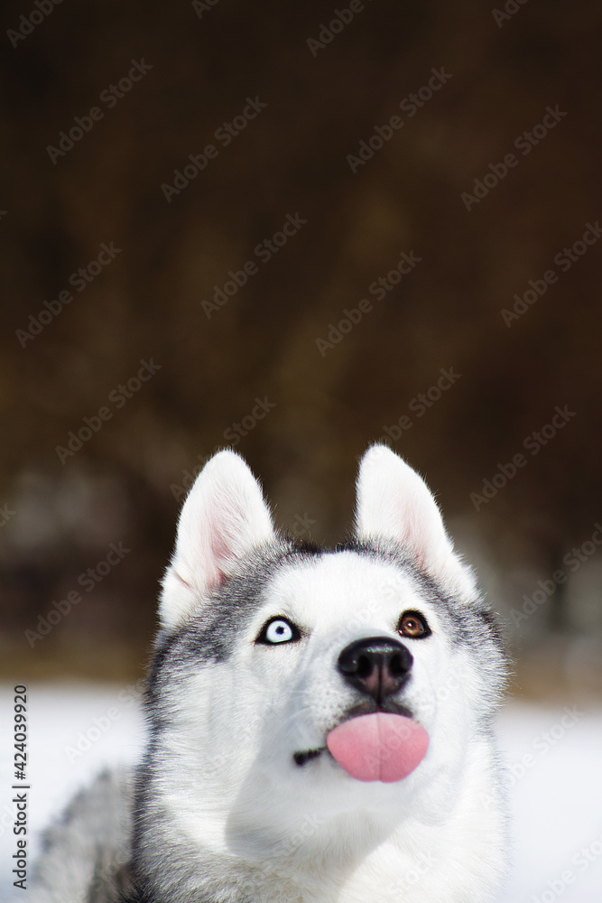 siberian husky dog in white winter snow