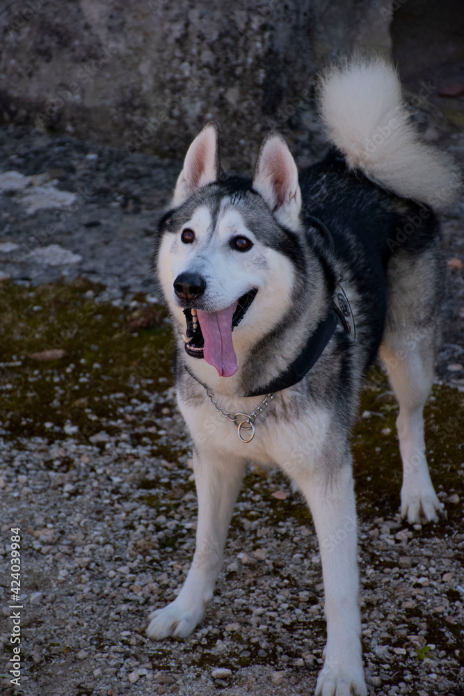 Fototapeta premium Husky