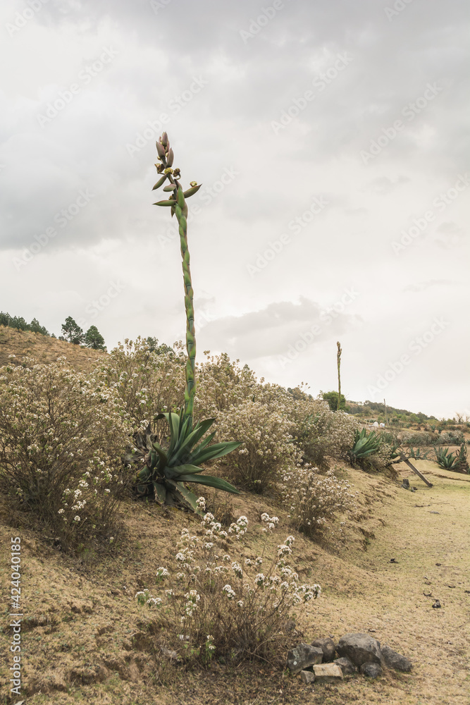 Typical landscape of central Mexico, with magueys, cacti used for the extraction of pulque.