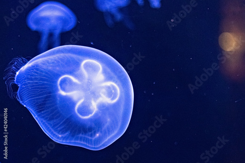 Background of beautiful blue neon jellyfish. Aquarium