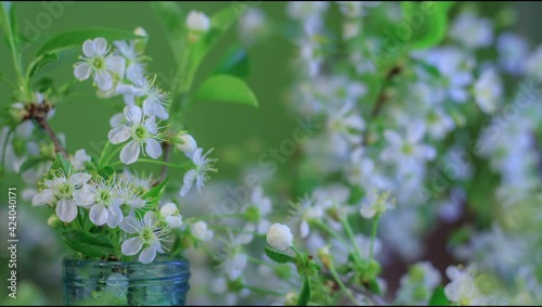 Spring flowers opening. Beautiful white cherry tree branch in the glass jar blossom open timelapse, close up. Blooming backdrop speeded video.Beautiful still life by the window at home