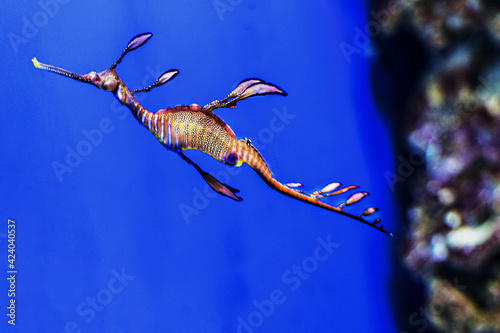 Seahorse Phyllopteryx taeniolatus. Observation of the inhabitants of coral reefs in the aquarium photo