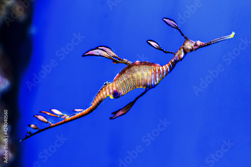 Seahorse Phyllopteryx taeniolatus. Observation of the inhabitants of coral reefs in the aquarium photo