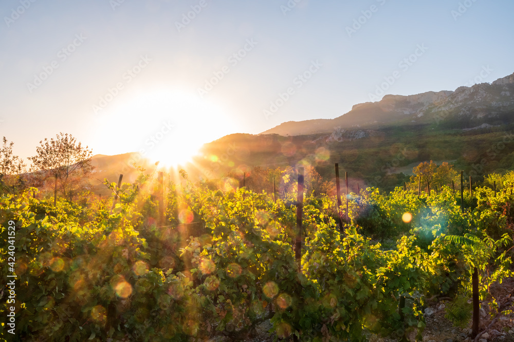 Rows of wine grape plants below beautiful mountainside in beautiful sunset light