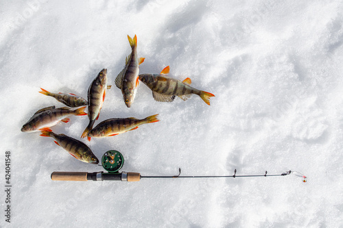 winter fishing, perch fish on the snow in winter on the lake, river.