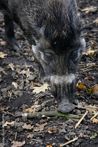 Sus cebifrons - Visayan pig outside in the paddock.