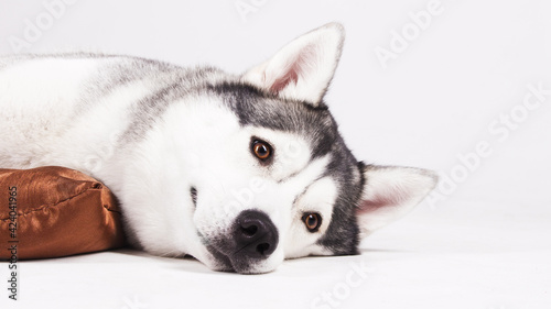 dog lies on brown pillow