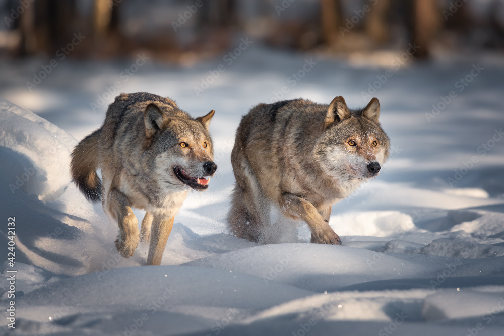 Common Wolf. Two Running Grey Wolves On Fresh Snow. Pair Of European Wolfs. Wolf Grin. In Search Of A Victim. Little Red Riding Hood