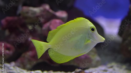 A yellow tang (Zebrasoma flavescens) fish swims along a coral reef in seawater or an aquarium. 4K 