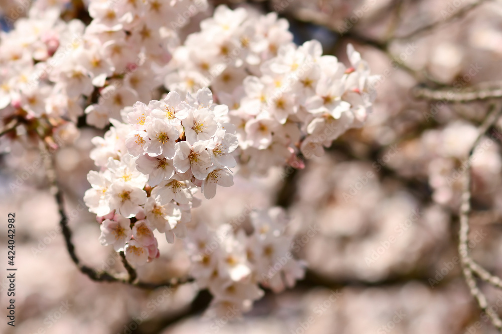 Flowers of japanese 'Somei Yoshino' cherry blossom tree
