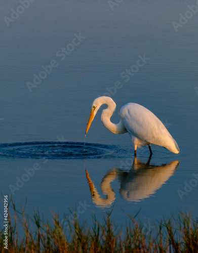 flamingo in water