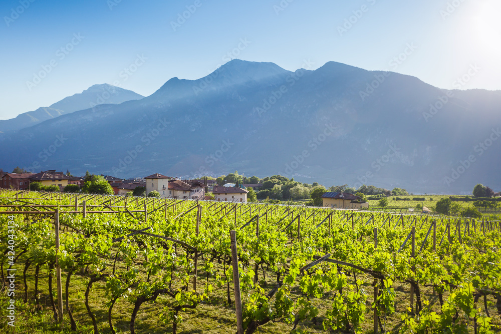 Spring wineyard in Als, Trentino-Alto Adige region, italy