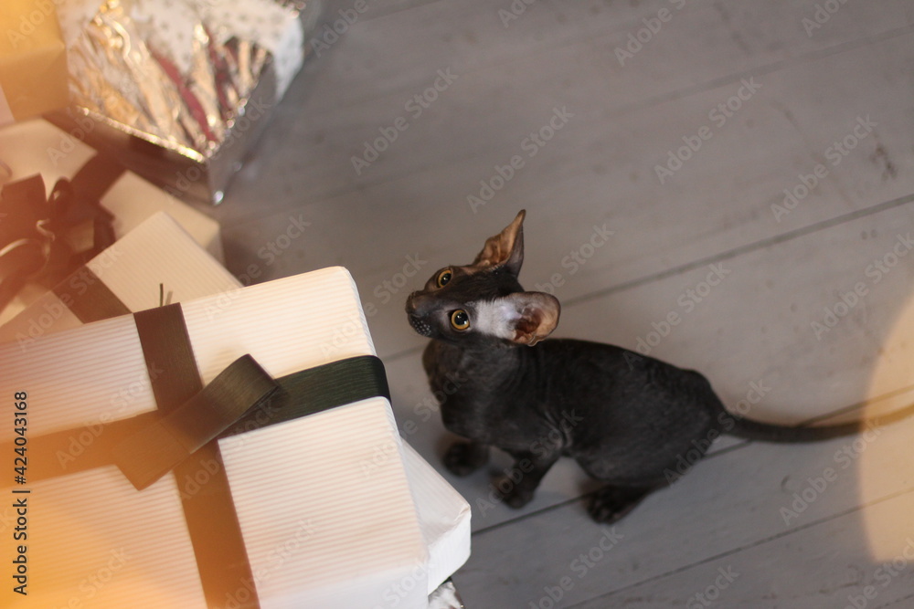 portrain of a cornish rex black cat in christmas time