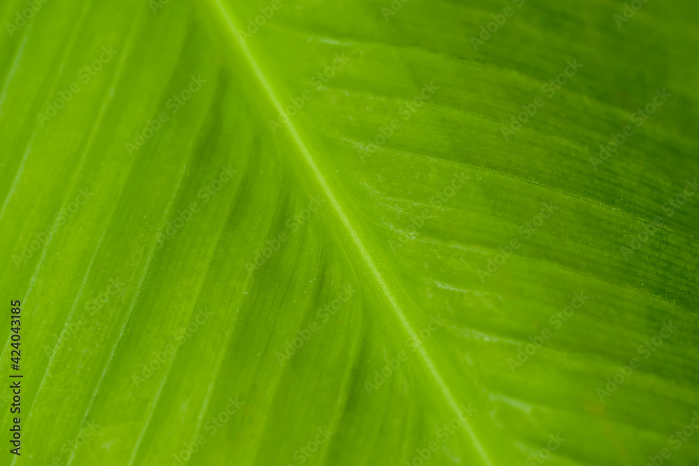 Green banana leaves close up. Natural green background. Green banana leaves close up. Natural green background.