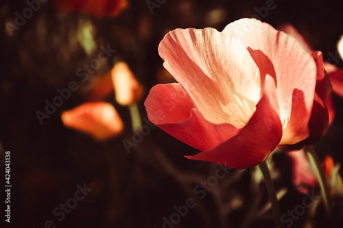 Fototapeta Naklejka Na Ścianę i Meble -  red tulip on black background