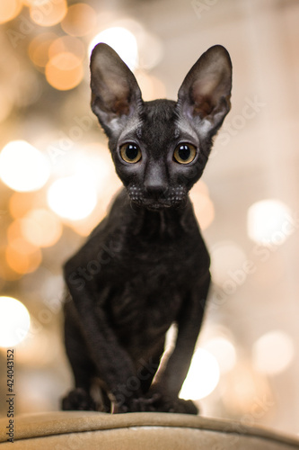 portrain of a cornish rex black cat in christmas time