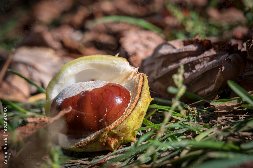 Ripe chestnuts lie in green grass along with fallen leaves. Ripe chestnuts lie in green grass along with fallen leaves.