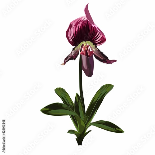 Paphiopedilum orchid - venus slipper flower with green violet flowers. Hand drawn illustration isolated on white background.