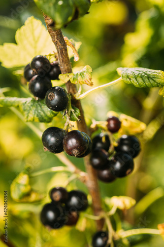 Black Currant On Branch Of Bush. Close Up Growing Organic Berries In Sunny Summer Day. Ripe Currant In Fruit Garden