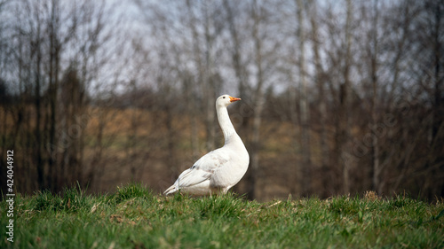 Weiße Hausgans im Frühjahr auf einer Wiese - landwirtschaftlicht Nutztierhaltung