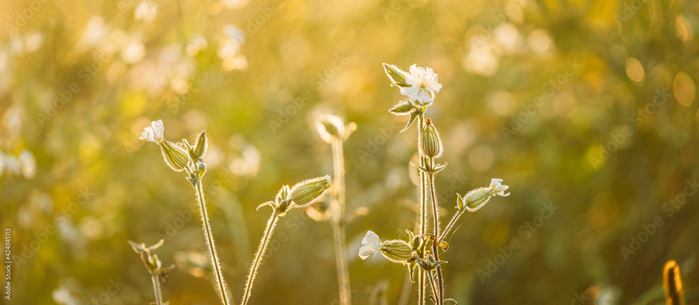 Silene Latifolia Subsp. Alba. Formerly Melandrium Album. White Campion Is A Dioecious Flowering Plant In The Family Caryophyllaceae, Native To Most Of Europe, Western Asia And Northern Africa Silene Latifolia Subsp. Alba. Formerly Melandrium Album. White Campion Is A Dioecious Flowering Plant In The Family Caryophyllaceae, Native To Most Of Europe, Western Asia And Northern Africa
