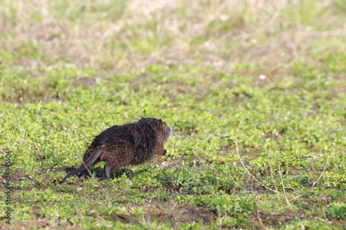ein flüchtender Nutria photo