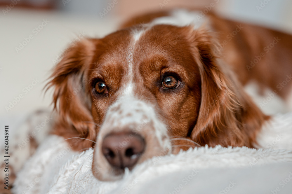 Laying happy dog on a sofa couch at home. Purebred welsh springer spaniel healthy dog.