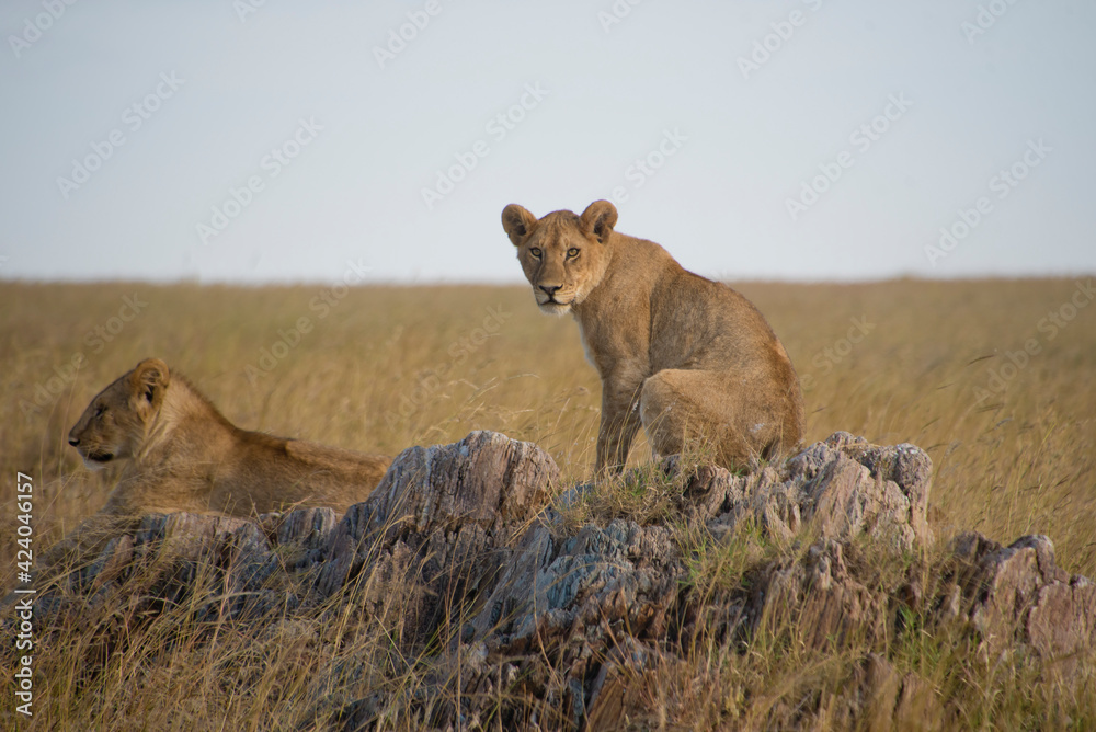 Fototapeta premium Lion resting on a rock at the Serengeti National Park, Tanzania