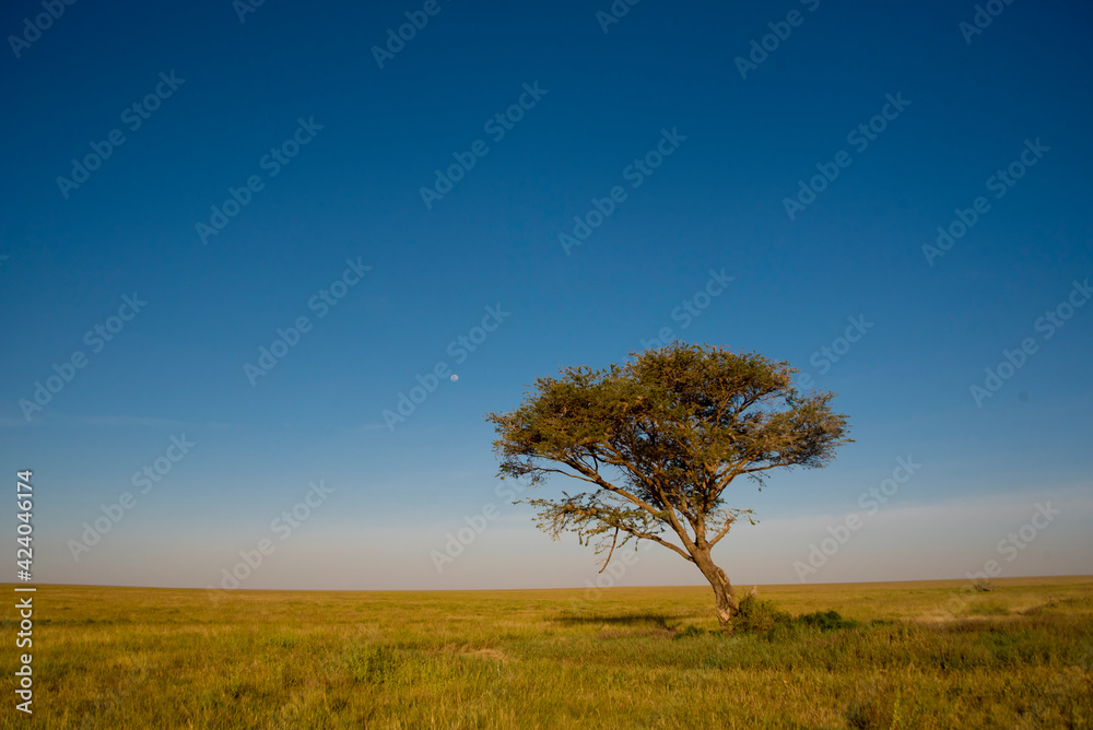 Obraz premium A tree on the savannah of the Serengeti