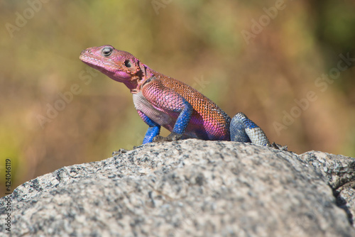The Serengeti lizards are very colorful