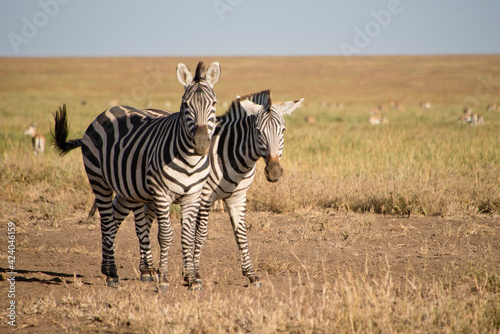 Zebras on the Serengeti National Park  Tanzania