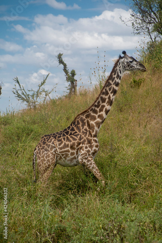 Giraffe on the Serengeti National Park  Tanzania