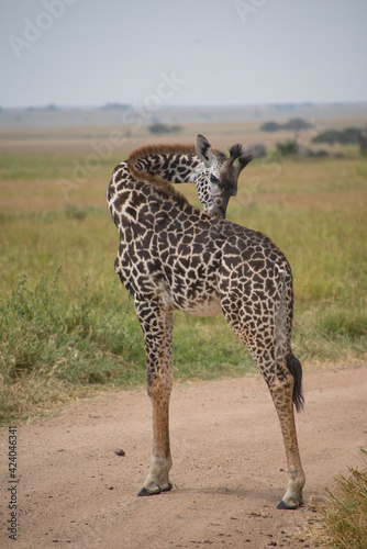 Giraffe on the Serengeti National Park, Tanzania