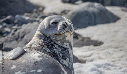 Weddell Seal rests on the snow in the Antarctic continent. Half Moon island, Antarctica