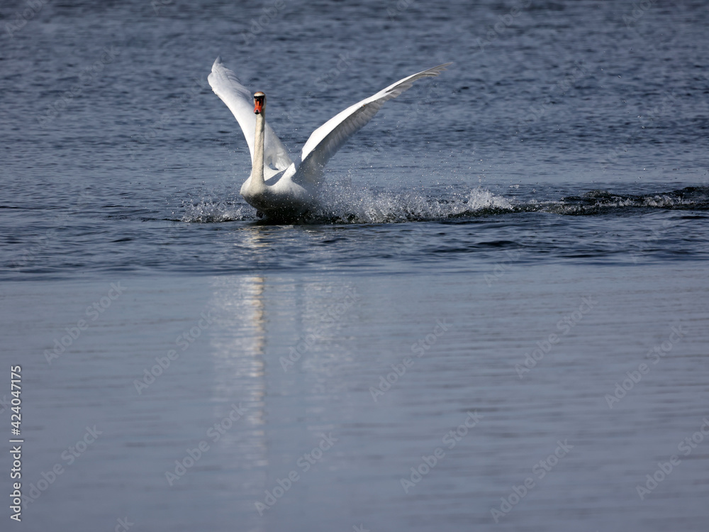 Mute swan fighting and flapping and threatening other male Mute Swan in breeding season in the bay in early spring. Nasty pecking involved Mute swan fighting and flapping and threatening other male Mute Swan in breeding season in the bay in early spring. Nasty pecking involved
