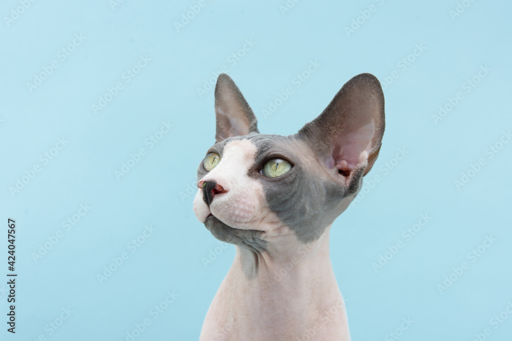 Profile concentrate sphynx cat looking side. Isolated on blue background.