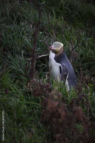 Pingouin exporateur