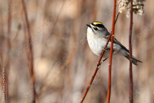 Ruby Crowned kinglet, small warbler type bird, in the woods eating insects. Yellow stripe on head and smaller red feathers in the middle that stand up when bird is excited photo