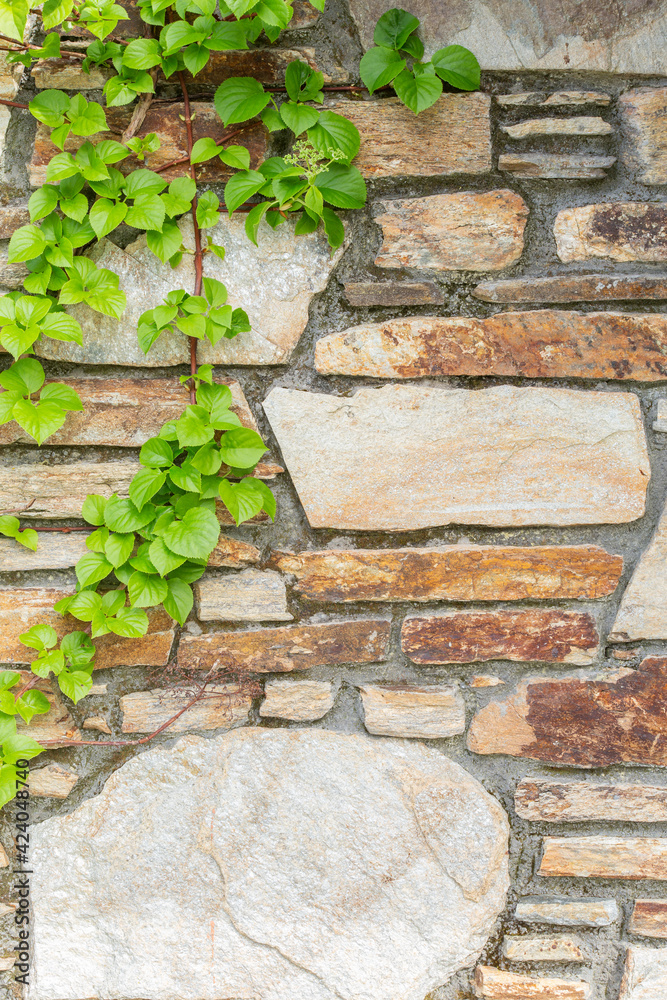 The wall is limestone. There are vines on the left wall. This wall is popular in English style. It is also known as vintage style. as a background with copy space. The wall is limestone. There are vines on the left wall. This wall is popular in English style. It is also known as vintage style. as a background with copy space.