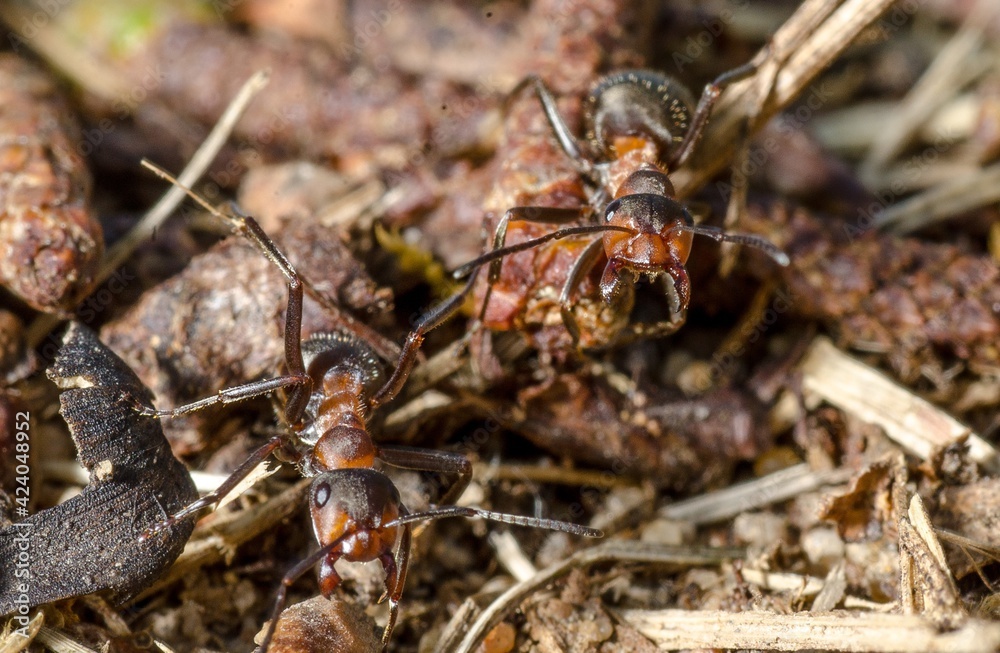 ants on the ground ants on the ground