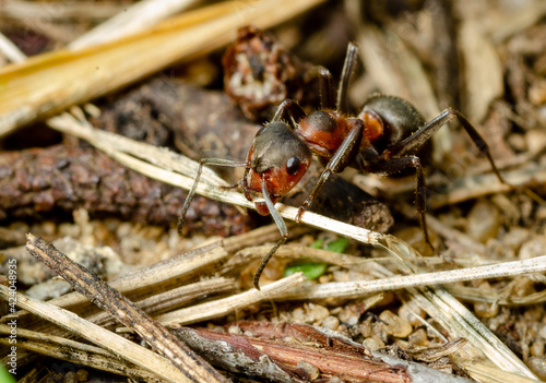ants on the ground © Руслан Шатров