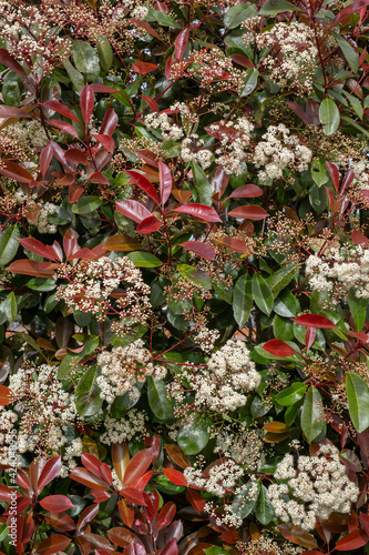 Flowering Photinia or red robin plant, growing outdoors. Red leaves and white flowers of a Photinia in spring. plant background. photo