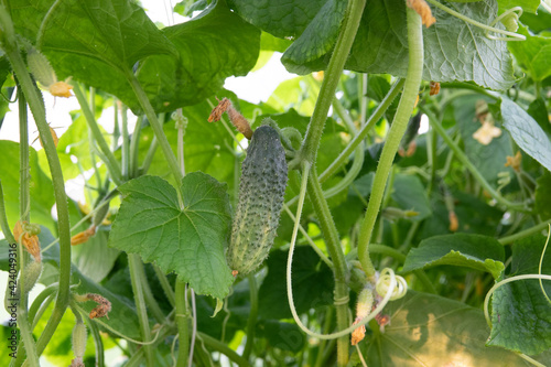 To grow small cucumbers in the greenhouse