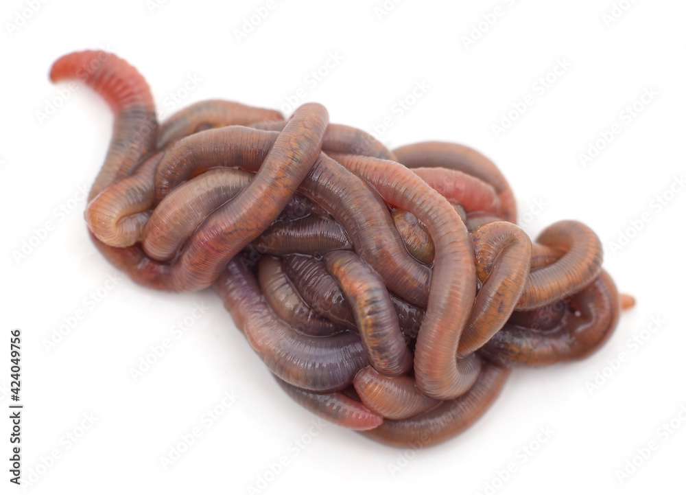 Pile of earthworms. Pile of earthworms.